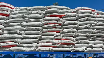 Anuncian reinicio de pagos de 750 pesos a maiceros en Sinaloa