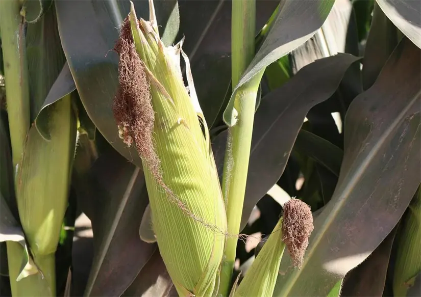 Maíz de Sinaloa. Maíz de Sinaloa. Foto: Cortesía.