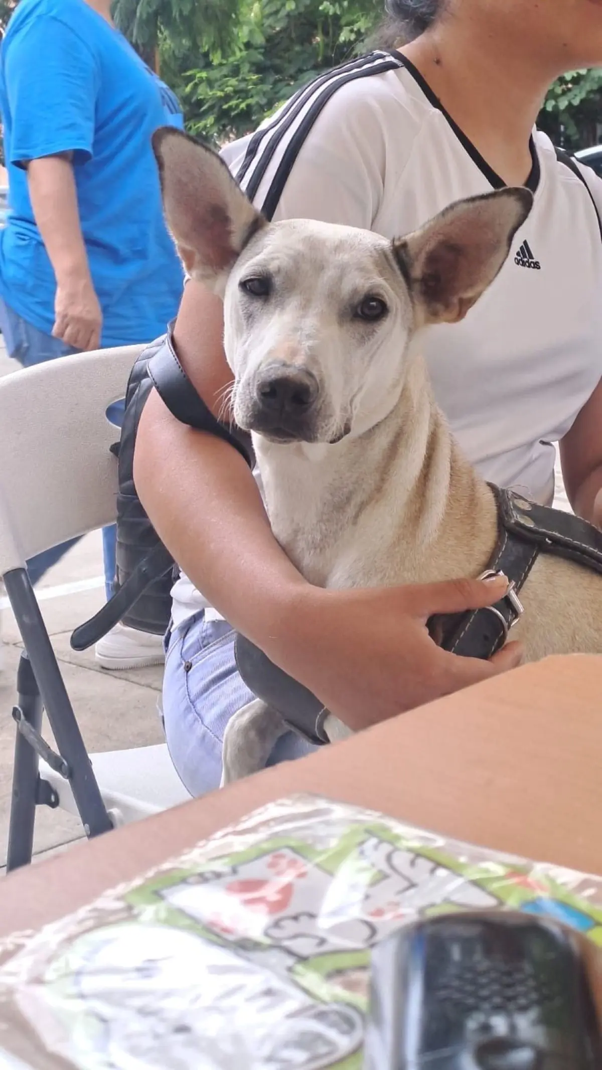 ¿Dónde habrá esterilización de perritos y gatos en Aguascalientes?