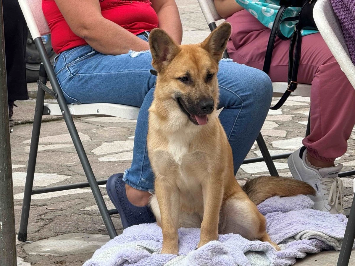 Nuevas fechas de esterilización gratis en Aguascalientes. Foto: Cortesía