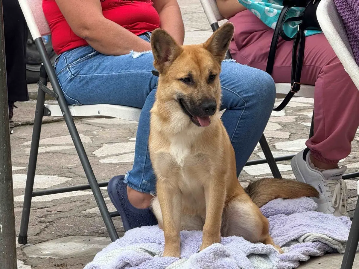 Nuevas fechas de esterilización gratis en Aguascalientes. Foto: Cortesía