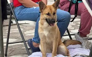 Nuevas jornadas de esterilización gratuitas en Aguascalientes para perritos y gatos