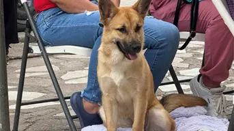 Nuevas jornadas de esterilización gratuitas en Aguascalientes para perritos y gatos