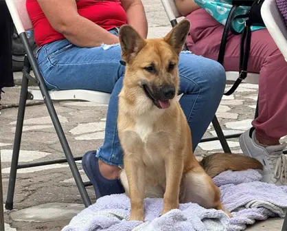 Nuevas jornadas de esterilización gratuitas en Aguascalientes para perritos y gatos