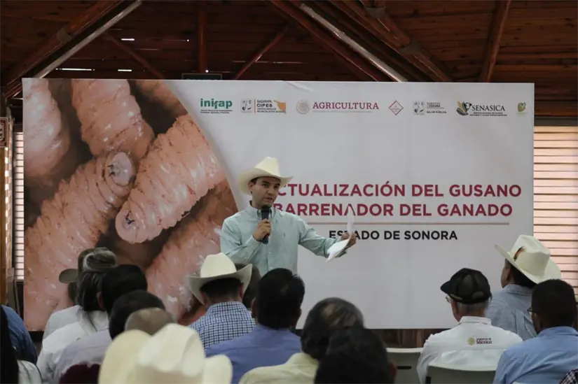 Sonora recibirá más de mil sementales para mejorar los hatos ganaderos. Foto: Cortesía.