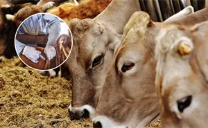 Sonora refuerza medidas contra el gusano barrenador en la ganadería