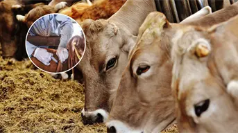 Sonora refuerza medidas contra el gusano barrenador en la ganadería