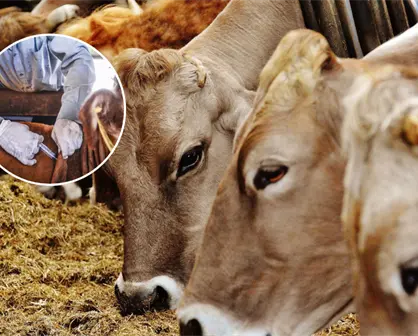 Sonora refuerza medidas contra el gusano barrenador en la ganadería