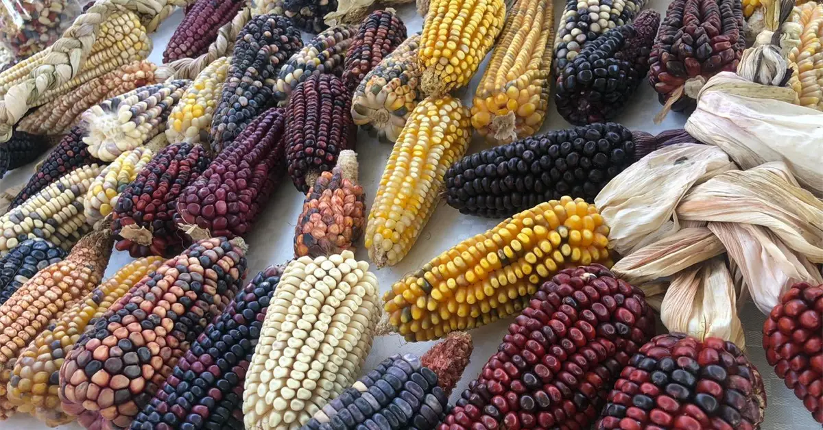 Invitan a Feria del Maíz y la Agrobiodiversidad
