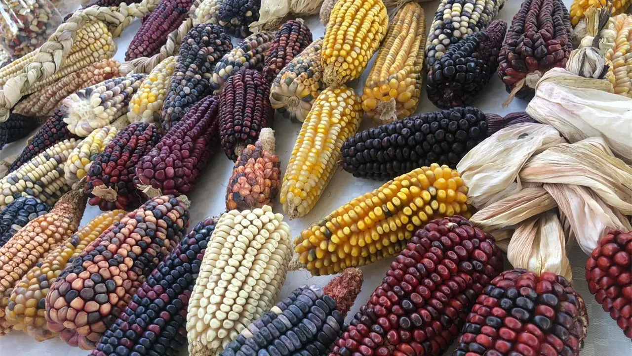 Invitan a Feria del Maíz en la Ciudad de México. Foto: Cortesía.