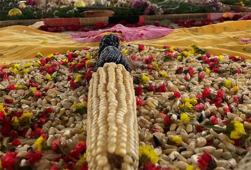 Diversidad de maíz en una ofrenda. Diversidad de maíz en una ofrenda. Foto: Cortesía.