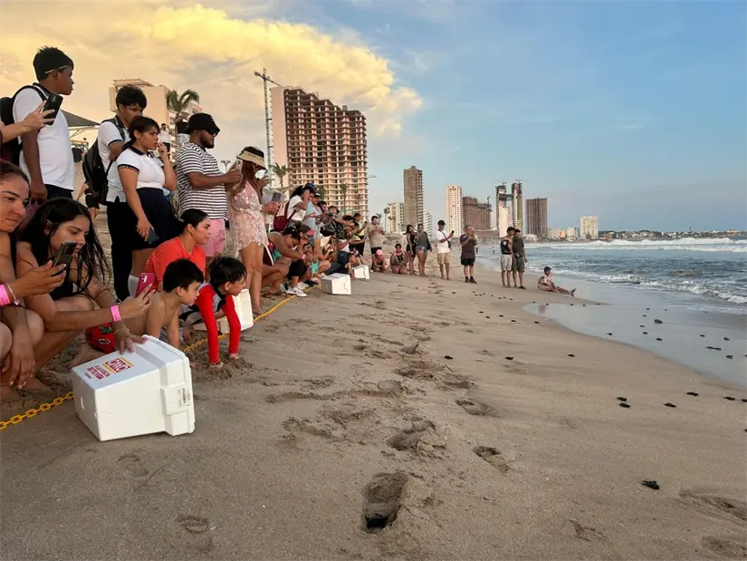 Liberación de tortugas en playas de Mazatlán. Foto: Cortesía.