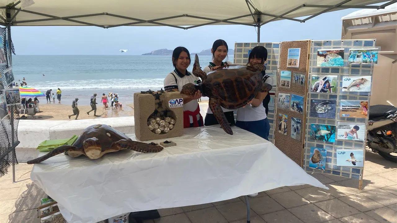 Lanzan programa para la protección de las tortugas marinas, Foto: Cortesía.