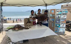 El Gobierno de Mazatlán protege a las tortugas marinas