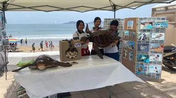 El Gobierno de Mazatlán protege a las tortugas marinas