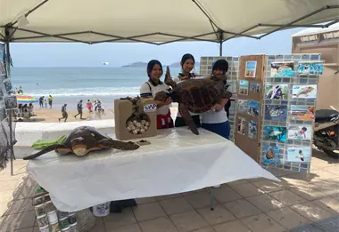 El Gobierno de Mazatlán protege a las tortugas marinas