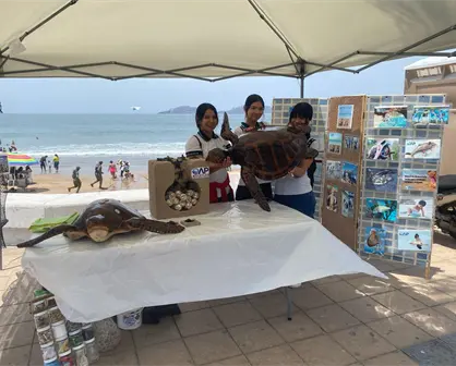 El Gobierno de Mazatlán protege a las tortugas marinas