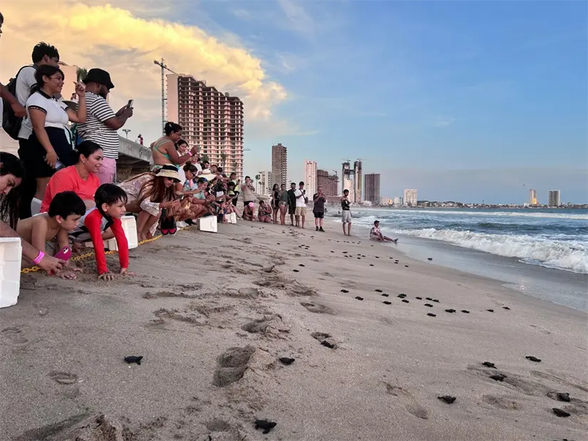 Niñas y niños participan en liberación de tortugas. Foto: Cortesía.