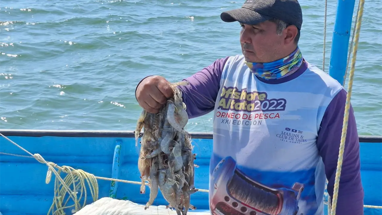 Pescadores de Altata regresan a la orilla con las primeras capturas de camarón de la temporada 2025.