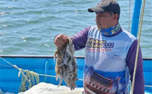Inicio de temporada de pesca de camarón en la Bahía de Altatan tiene mejores resultados que en 2024