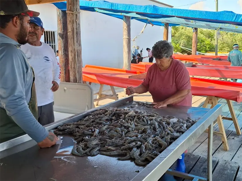 Las primeras recibas de camarón de tallas grandes en el descabece de Altata