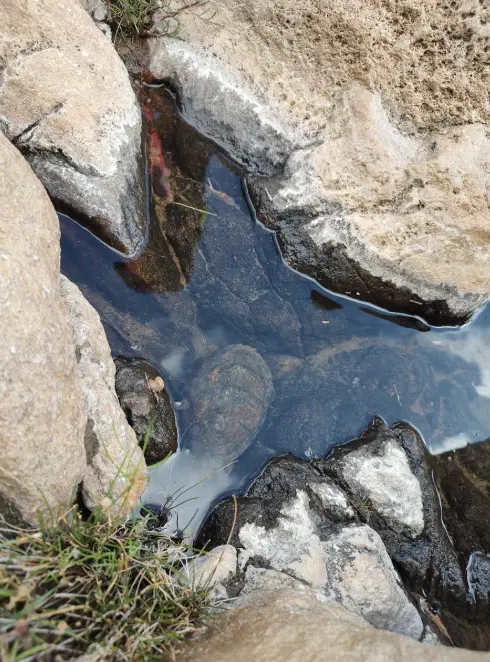 Cañón de las Tortugas en San Luis Potosí. Foto: cortesía.