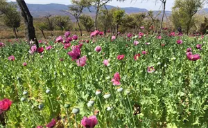 En sexenio de Sheinbaum, cultivo de amapola del Cártel de Sinaloa cae 94%