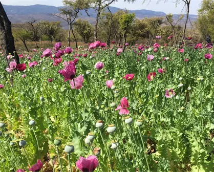 En sexenio de Sheinbaum, cultivo de amapola del Cártel de Sinaloa cae 94%