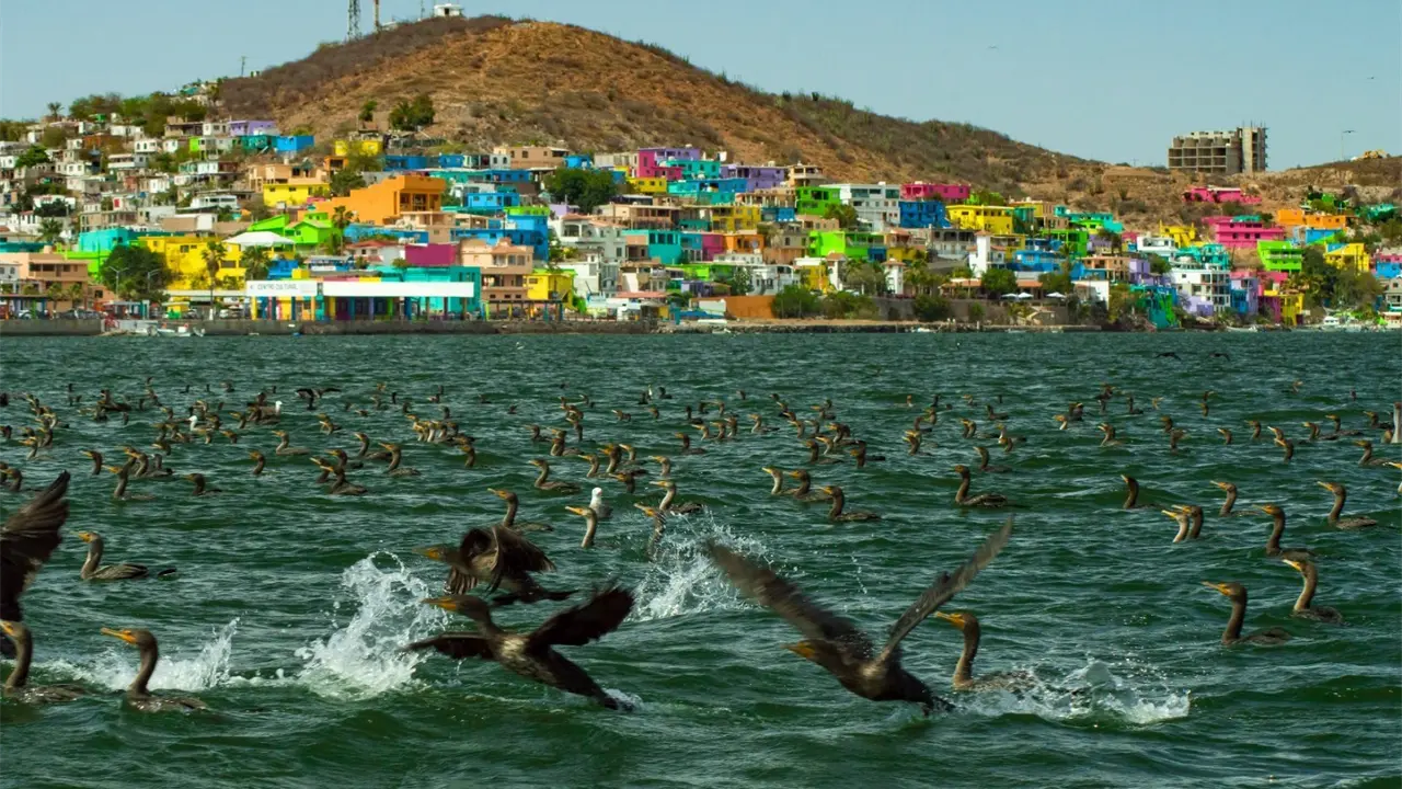 Con premios de hasta 20 mil pesos, actividades recreativas e inscripciones aún abiertas, el Ahome Fish 2025 se perfila como el mejor torneo de pesca del norte de Sinaloa. Foto: Cristian Félix