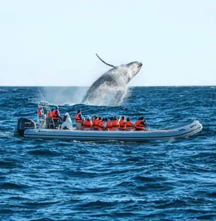 Avistamiento de ballenas en Los Cabos. Foto: cortesía.