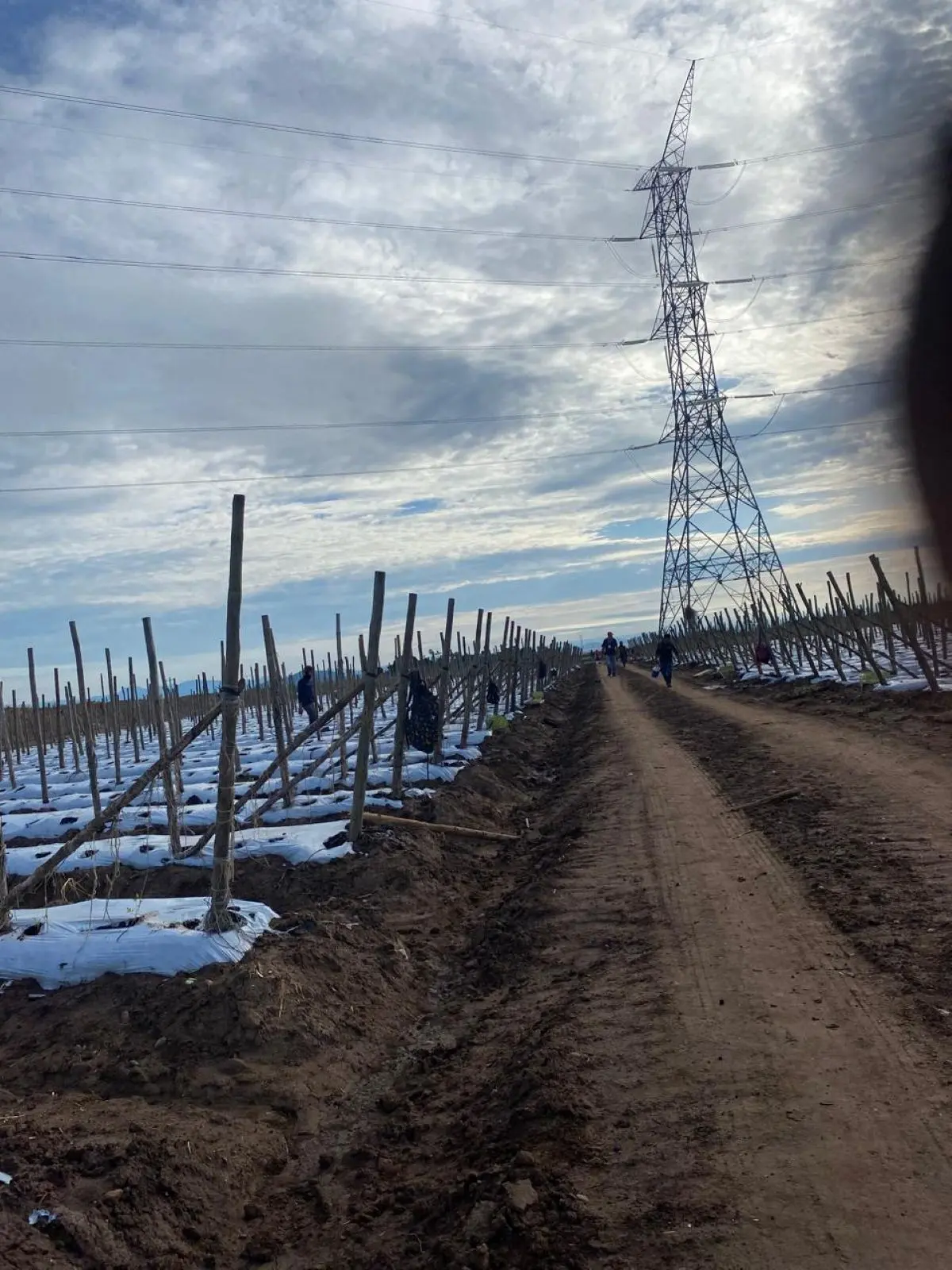 En cuanto termine la temporada de lluvias en octubre se viene la producción intensiva de hortalizas. Foto Saraí Ruiz
