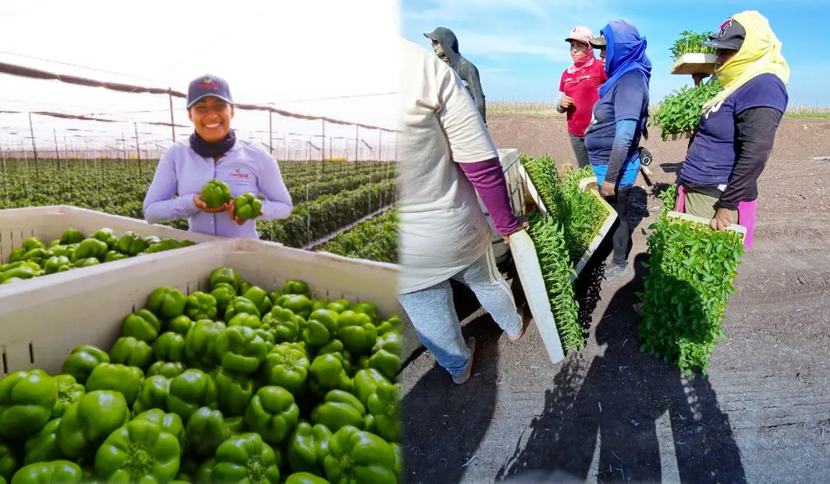 Inician planteos en cultivo de hortalizas en Sinaloa con grandes desafíos