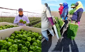 Inicia temporada hortícola en Sinaloa en medio de retos hídricos y presión de mercados internacionales