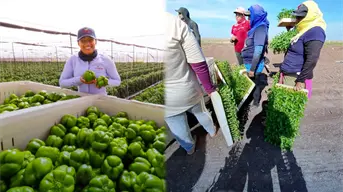 Inicia temporada hortícola en Sinaloa en medio de retos hídricos y presión de mercados internacionales
