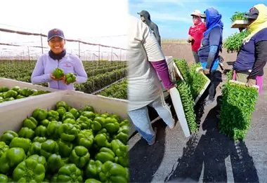 Inicia temporada hortícola en Sinaloa en medio de retos hídricos y presión de mercados internacionales