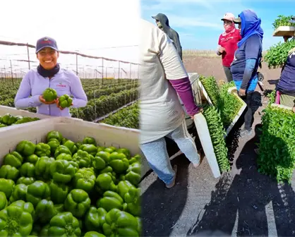 Inicia temporada hortícola en Sinaloa en medio de retos hídricos y presión de mercados internacionales