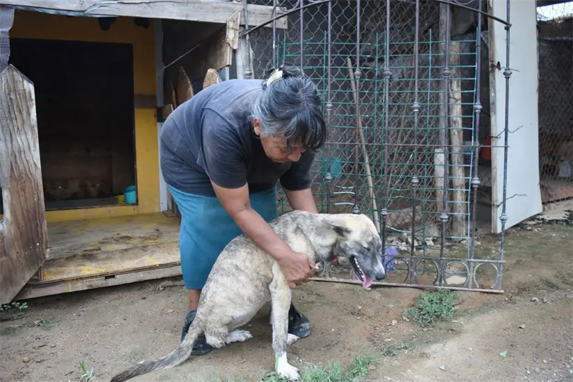 Cada amanecer, a pesar del cansancio y las dificultades, Rosy se levanta con la convicción de que su labor tiene un propósito: proteger, sanar y dar un hogar a quienes no tienen voz. Foto: Lino Ceballos 