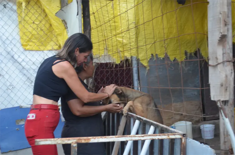 Rescate, amor y lucha diaria: la inspiradora historia de Rosy y sus perritos. Foto: Juan Madrigal