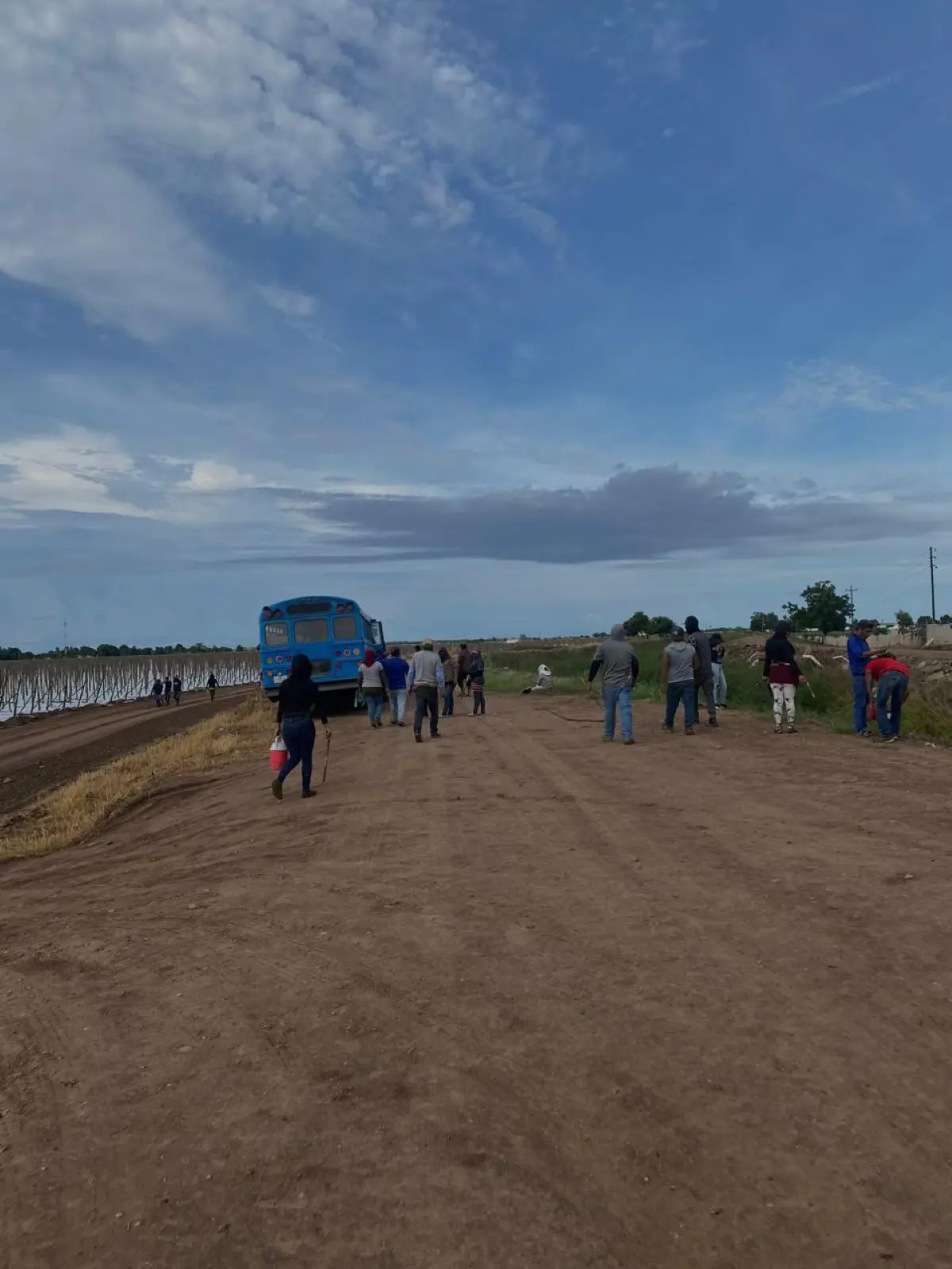Se intensifican las labores de planteo en los campos del valle de Culiacán. Foto Saraí Ruiz
