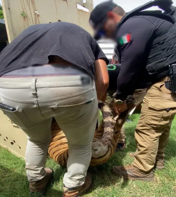 Dos tigres de bengala fueron asegurados en una vivienda de Culiacán.