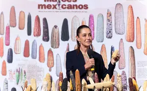Claudia Sheinbaum en La Mañanera: México protege el maíz nativo y prohíbe el transgénico