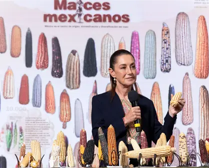 Claudia Sheinbaum en La Mañanera: México protege el maíz nativo y prohíbe el transgénico