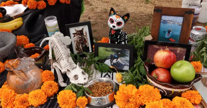 Día de Muertos para mascotas. Foto: cortesía.