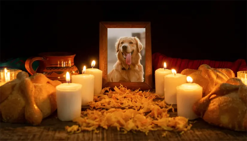 Día de Muertos para mascotas. Foto: cortesía.