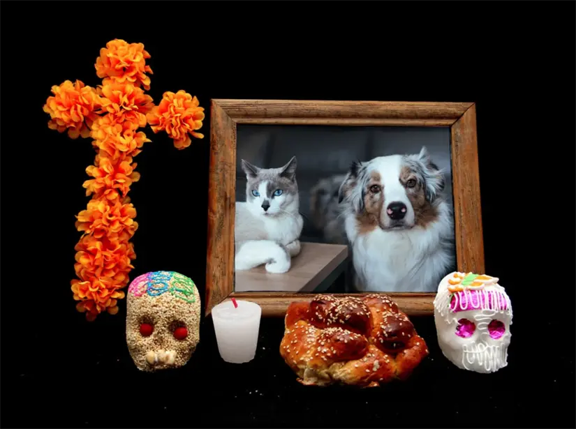 Conoce el origen del Día de Muertos para mascotas. Foto: cortesía.
