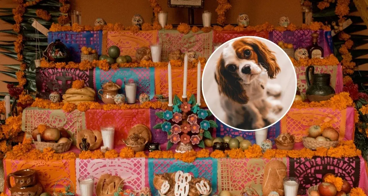 Conoce el origen del Día de Muertos para mascotas. Foto: cortesía