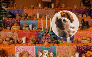 27 de octubre, Día de Muertos para mascotas, ¿A qué hora llegan?