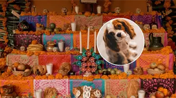27 de octubre, Día de Muertos para mascotas, ¿A qué hora llegan?