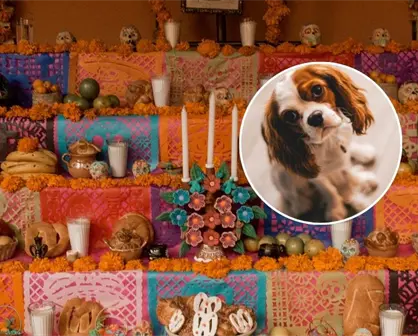 27 de octubre, Día de Muertos para mascotas, ¿A qué hora llegan?
