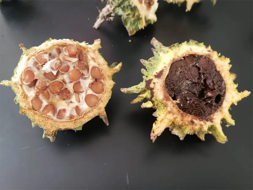 Conoce más sobre esta deliciosa fruta. Foto: Redes sociales